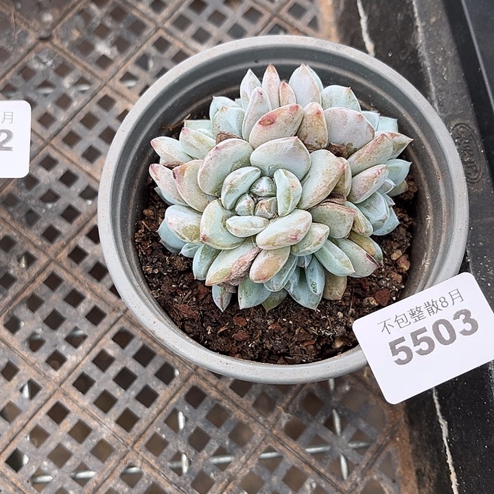 阿雅园艺。     5503梦露