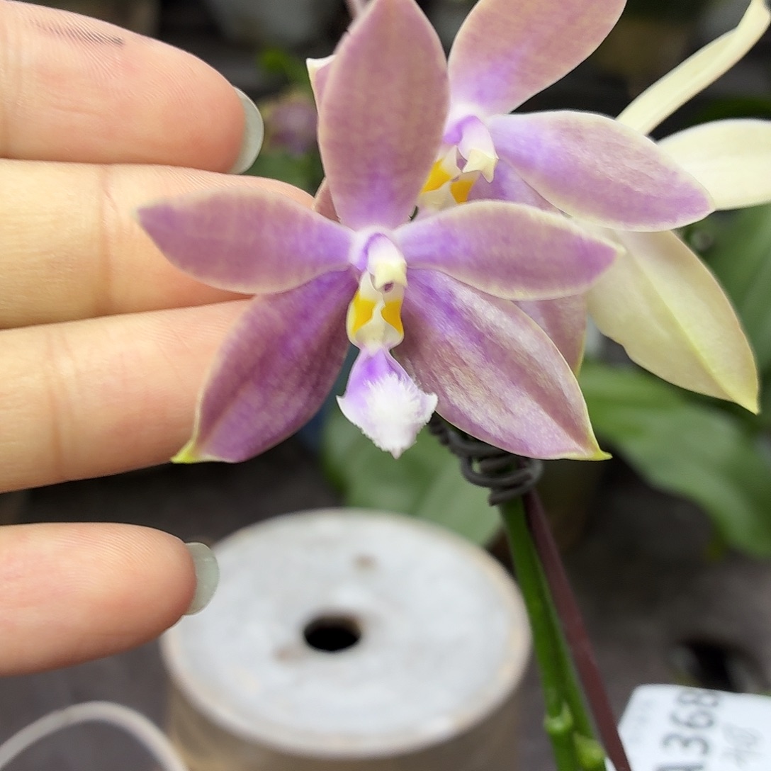 当前无花朵，栽培后可花朵A368yss1199莫兰迪色