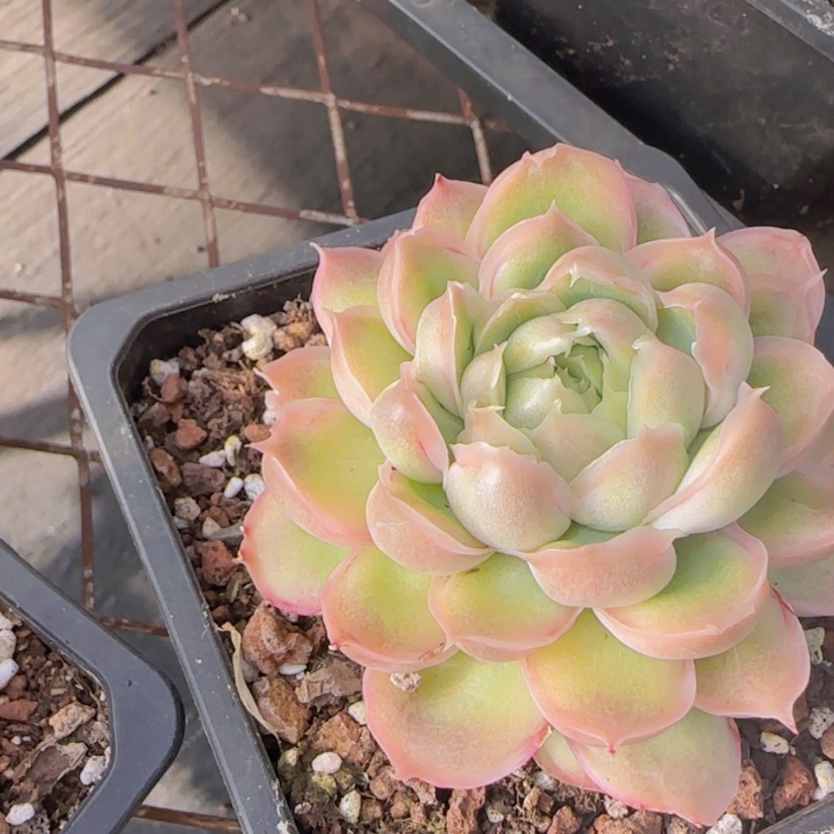 【闪购商品】母本虾饺29.9