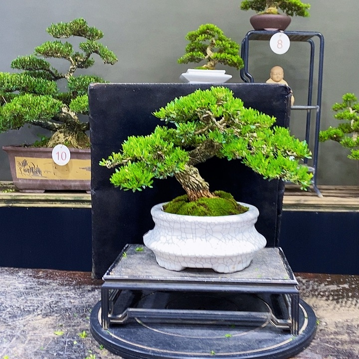 无花朵黄杨盆景四季常青