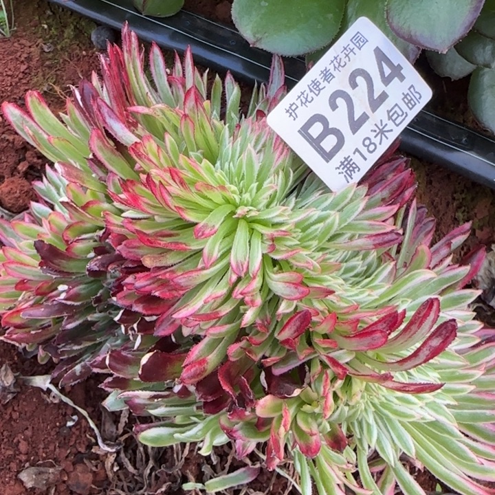 多肉法师淘宝福利