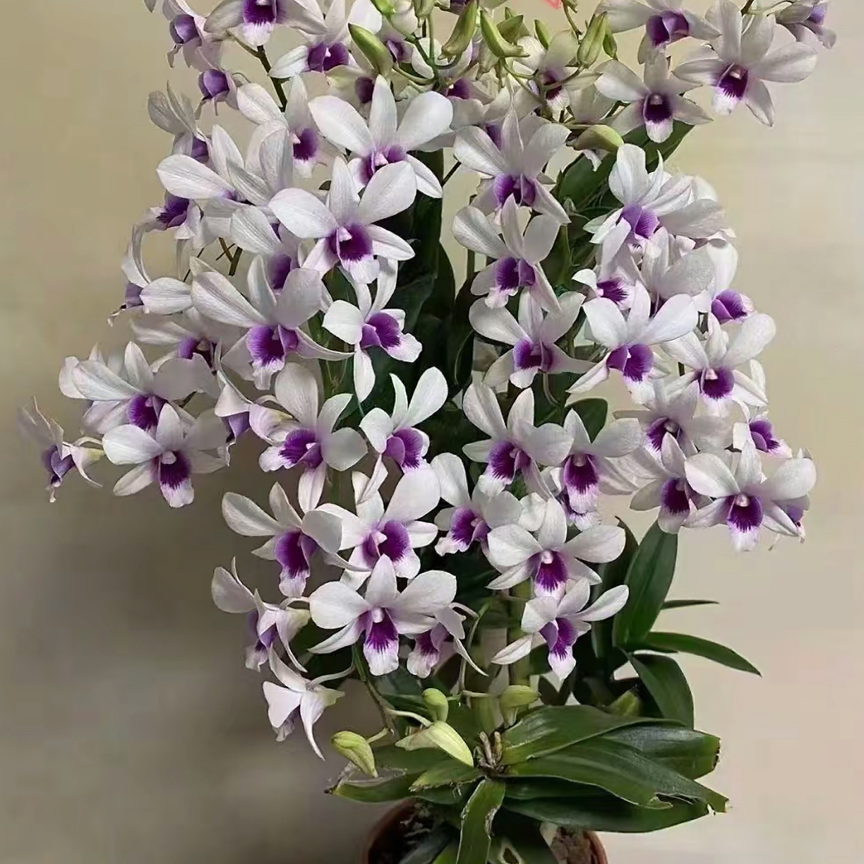 克拉恋人秋石斛盆栽花大花色艳 花期长 