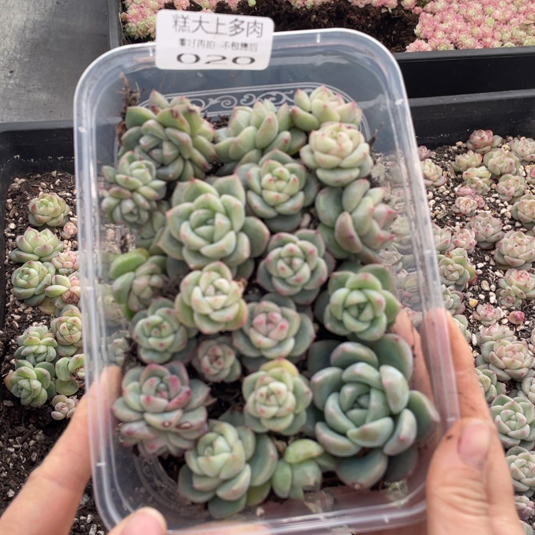 糕大上多肉植物020