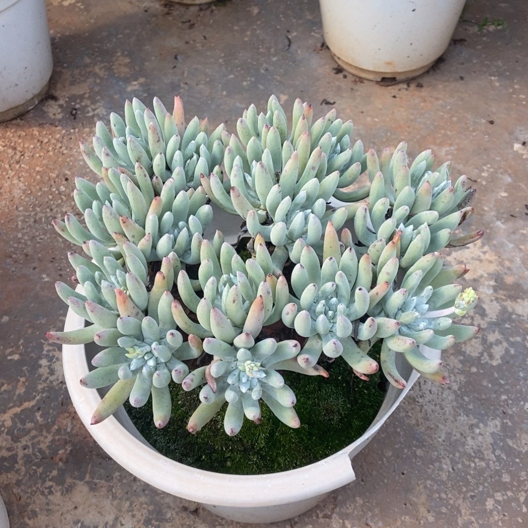 奥罗拉多肉植物啦啦啦