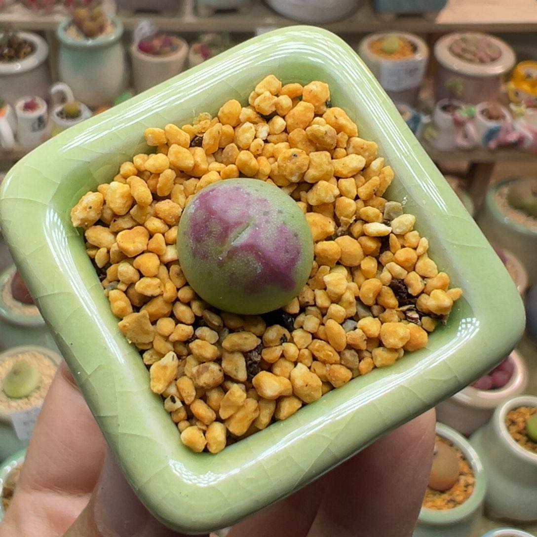 多肉植物157号少将杂