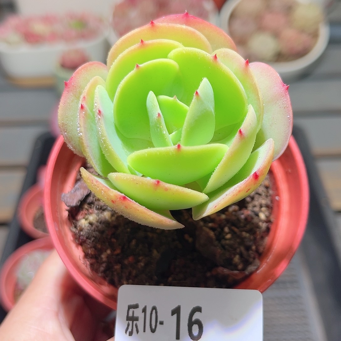 乐10-16 桃花石单头