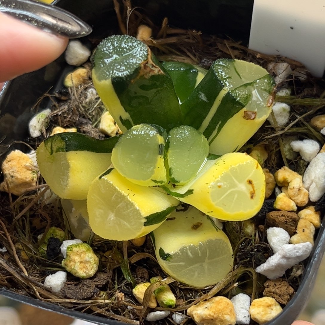 8玉龙万象锦（叶片有伤介意勿拍）福利专场