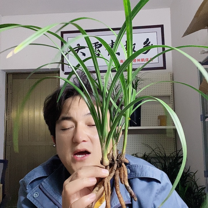 大部分花苞少量开放