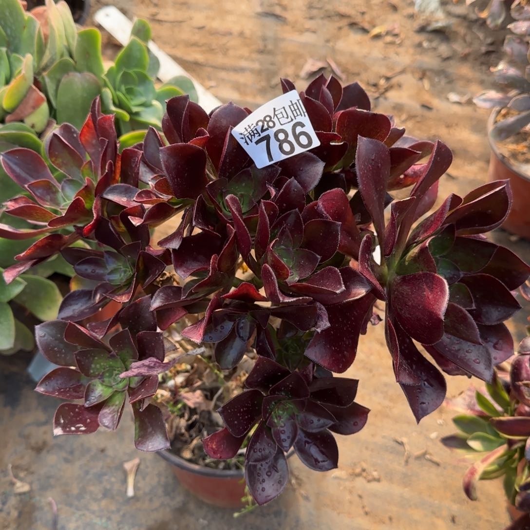 冰武士多肉786满28包邮断枝不包