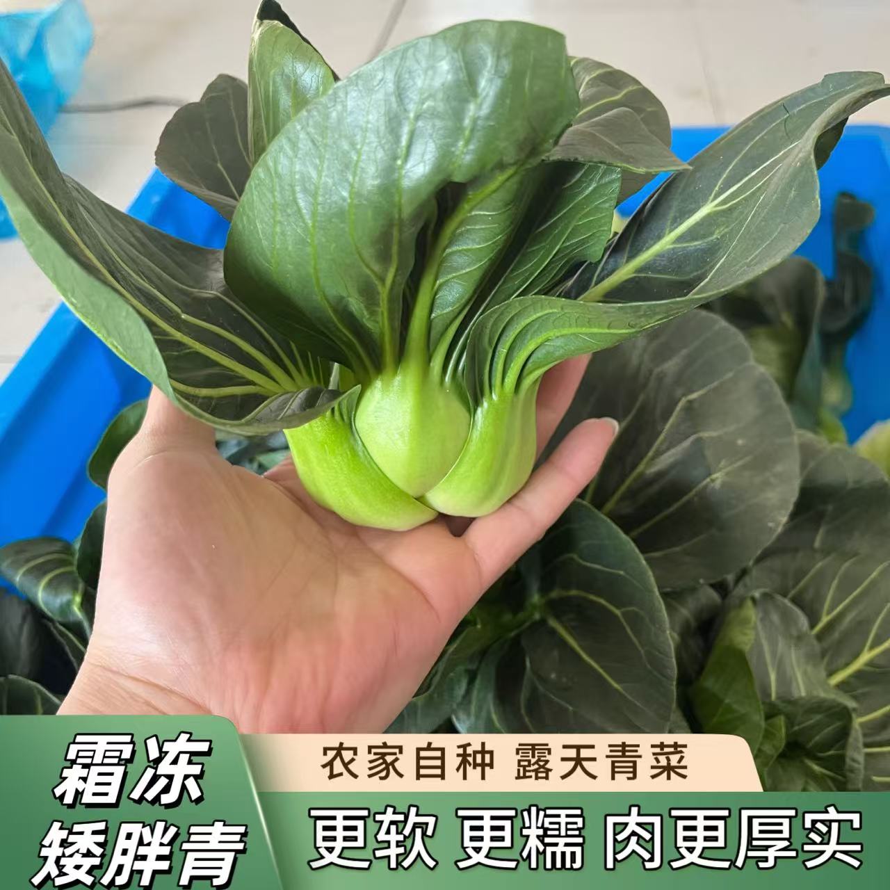露天霜冻矮脚青新鲜青菜黑菜油菜农家新鲜青菜现摘现发软糯香甜