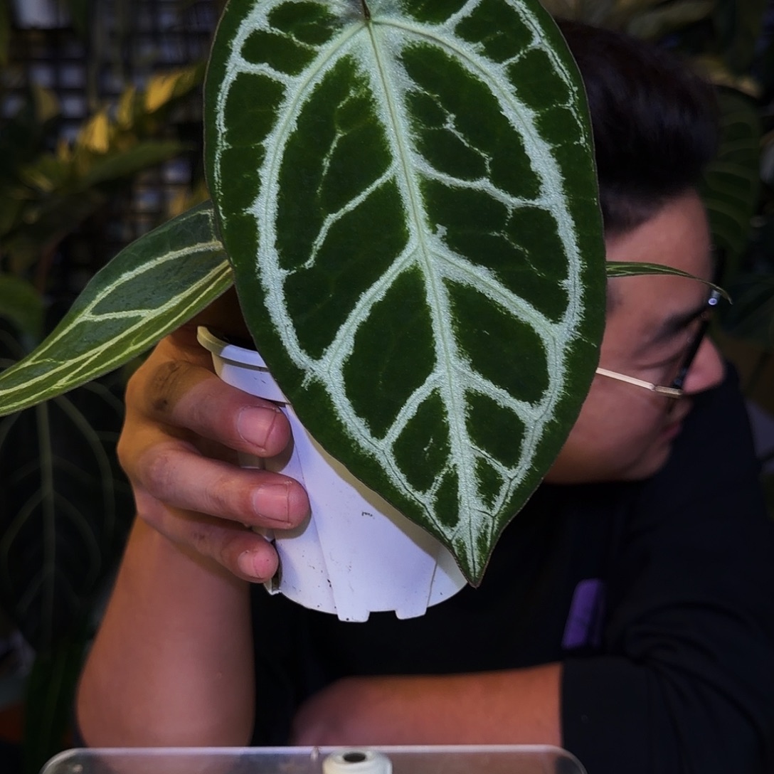 完全开放X139米娜哈撒杂黑水晶