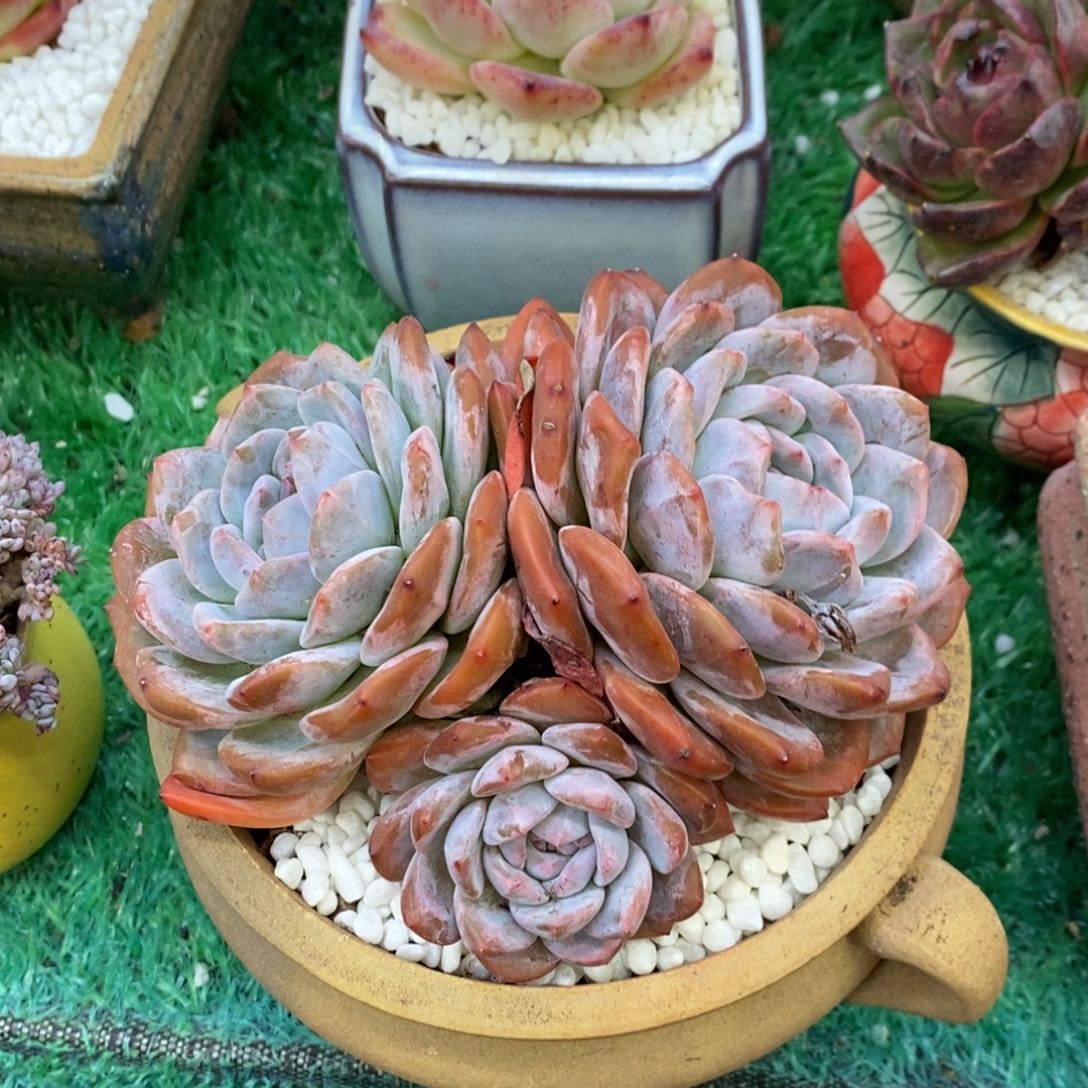 渡*渡过橙梦露多肉植物盆栽带盆