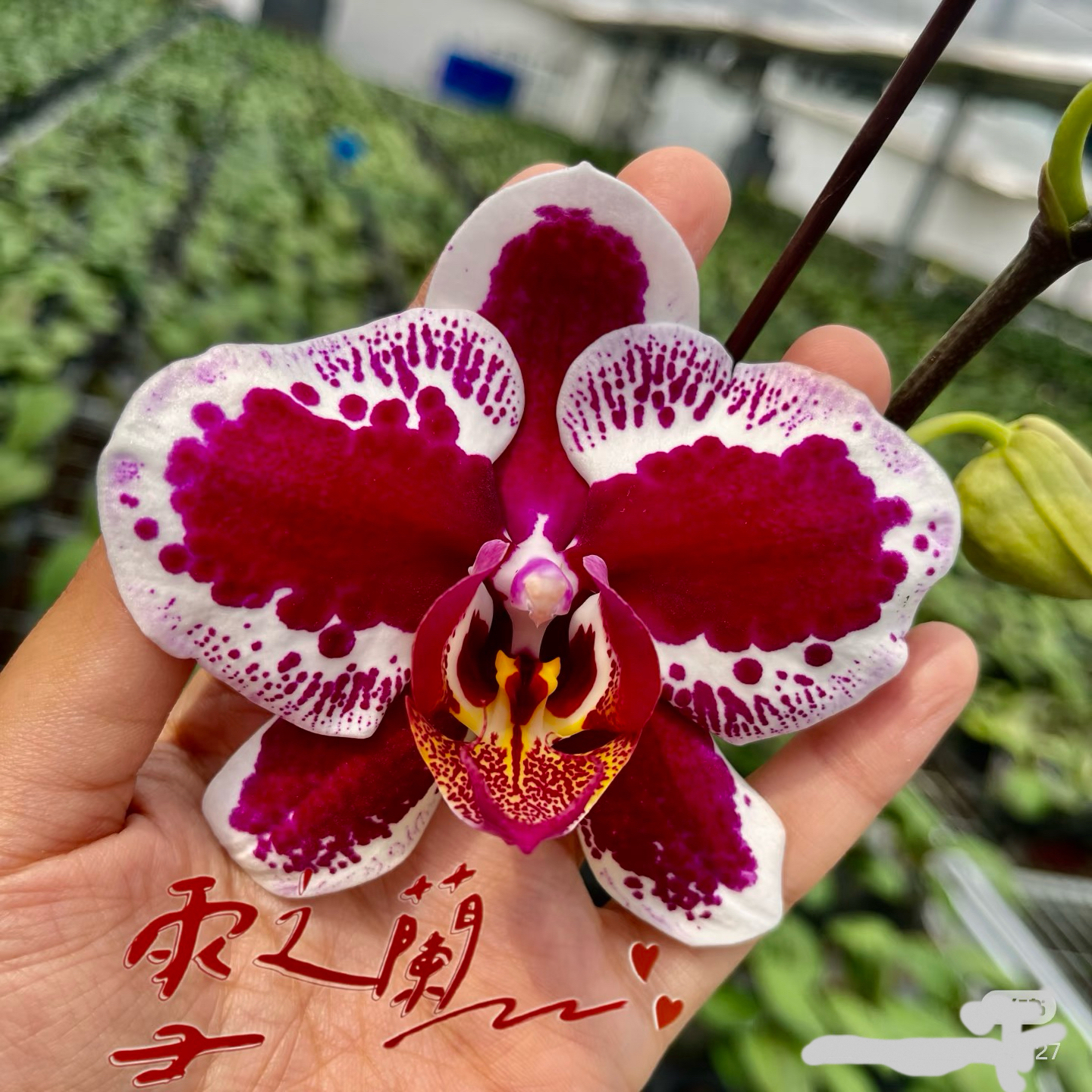 （锦瑟）（稀有品种）蝴蝶兰苗（带单花剑）2.8寸杯桌面绿植花卉盆栽