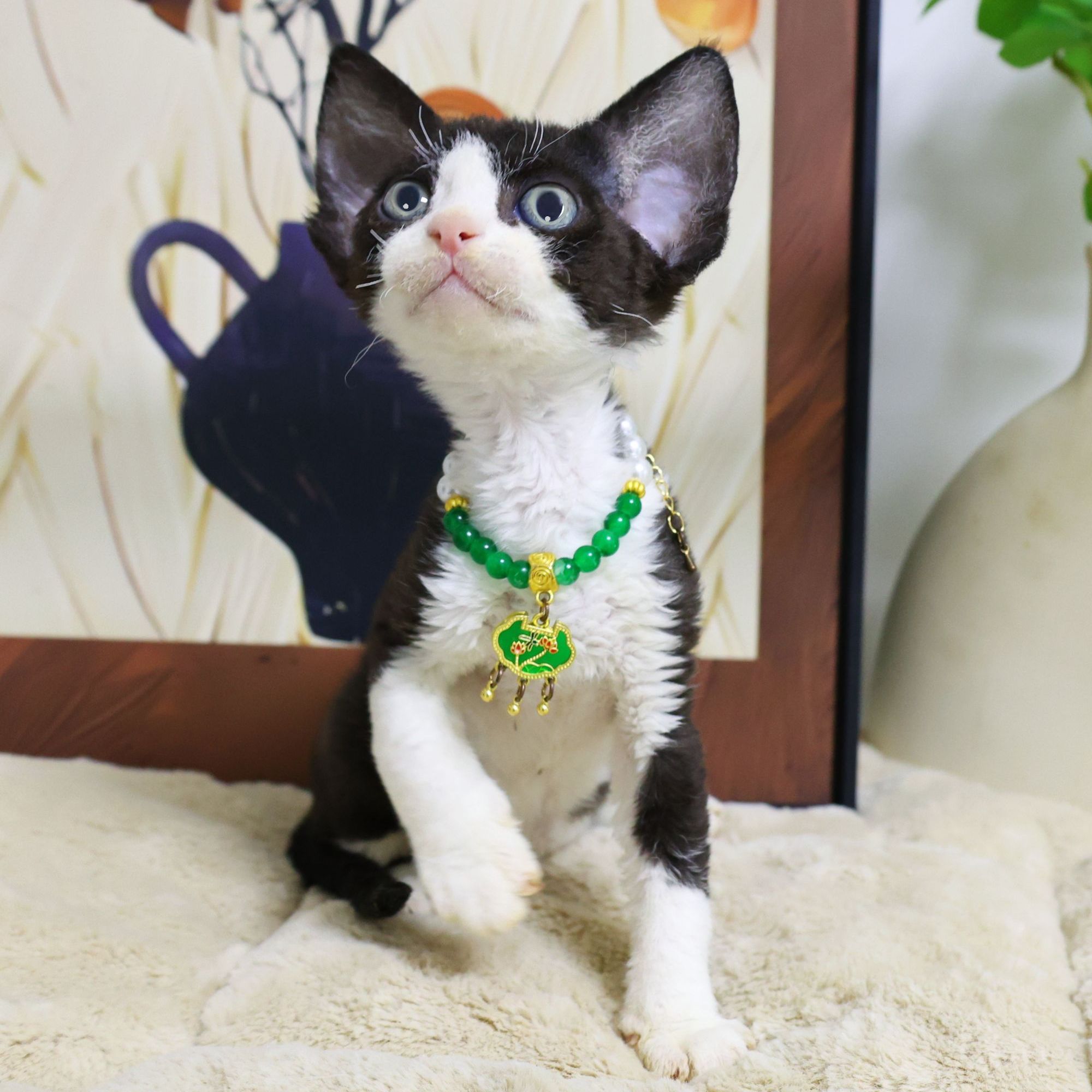 德文黑白开脸弟弟-靓仔