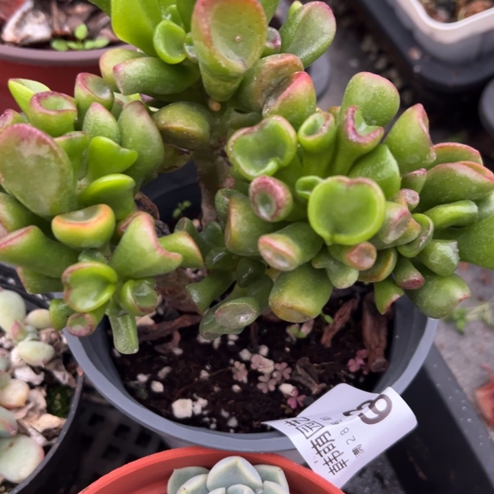 吸财树多肉植物量拍