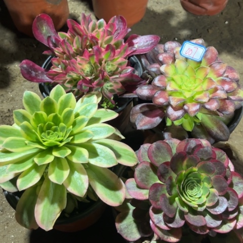 007多肉植物组合