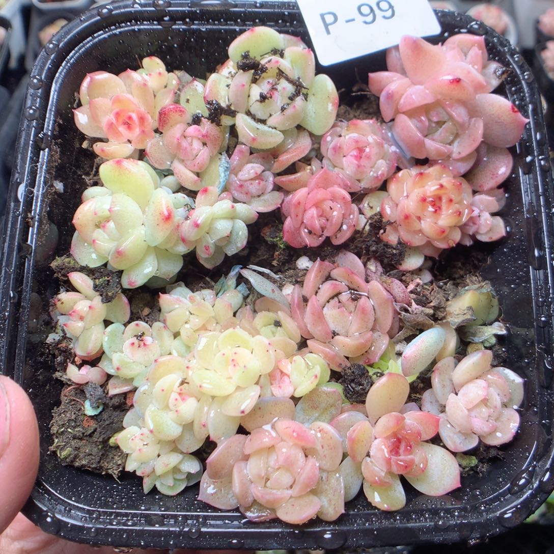 无花朵P99yyyyyyuu