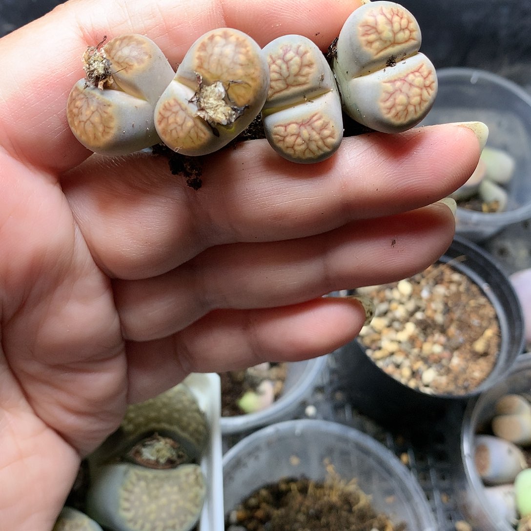 J***花K273多肉植物保护