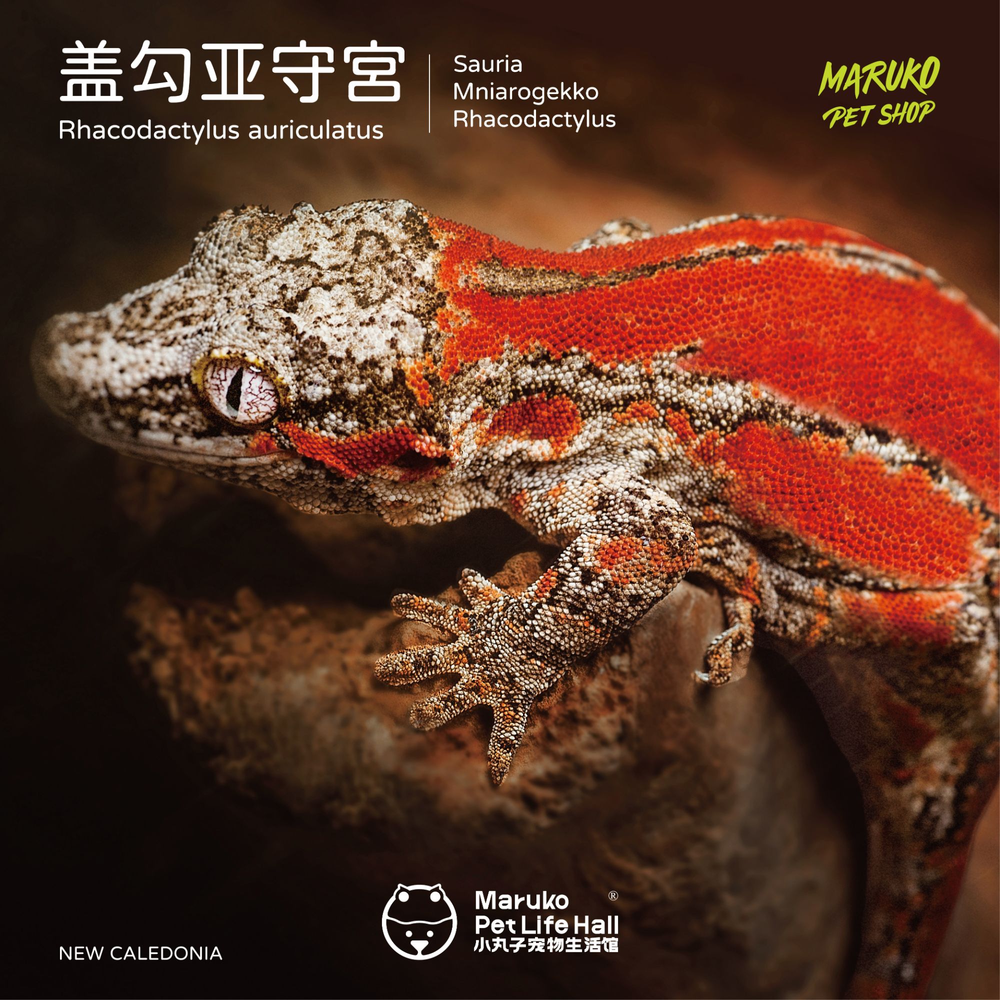 【小丸子爬宠】盖勾亚守宫新手入门萌宠新奇宠物巨人守宫懒人宠物