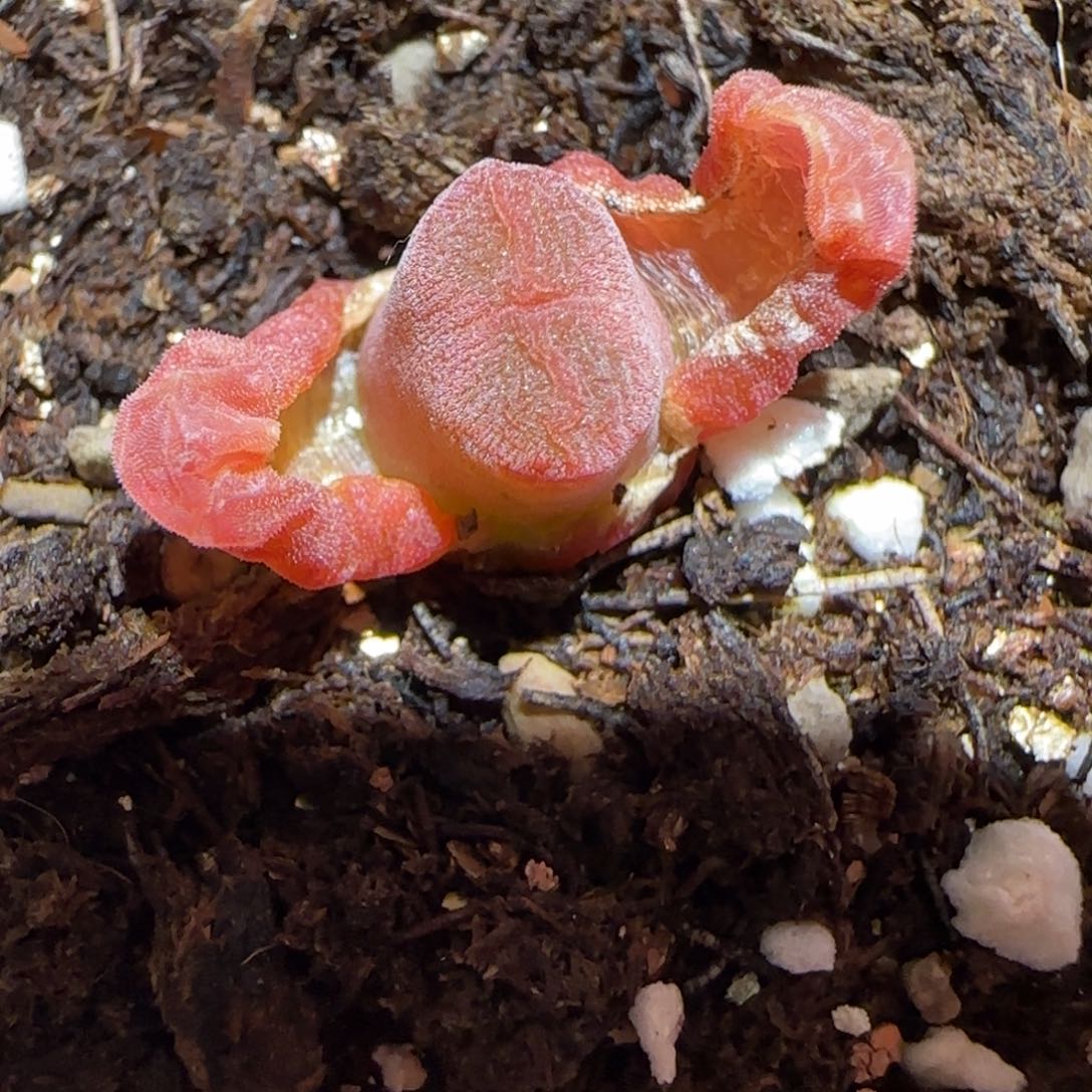 肉锥多肉植物百科-流沙1239