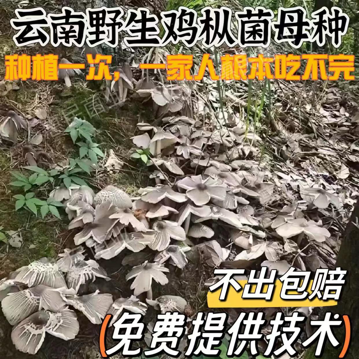 鸡枞菌种子菌菇种植包高产伞把菇三塔菌荔枝菌人工技术