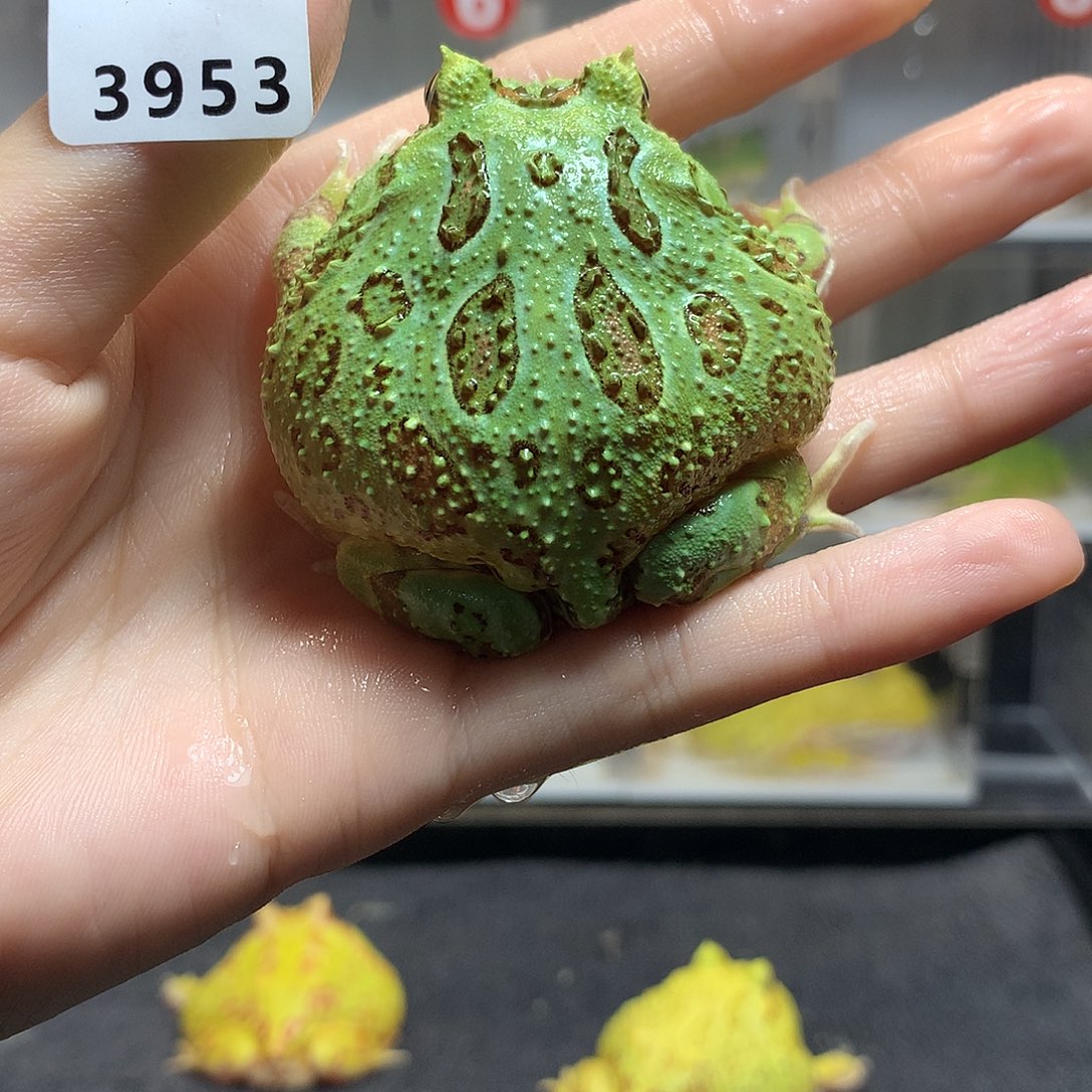 角蛙3953蓝光圈绿角