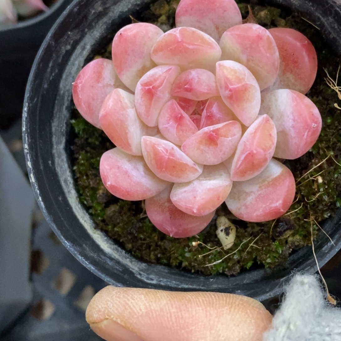 精品多肉一物拍不包整376