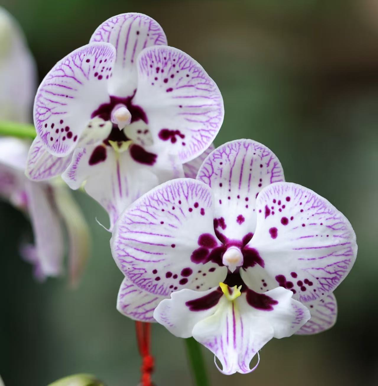 【再见萤火虫】蝴蝶兰~高档、美观室内花卉