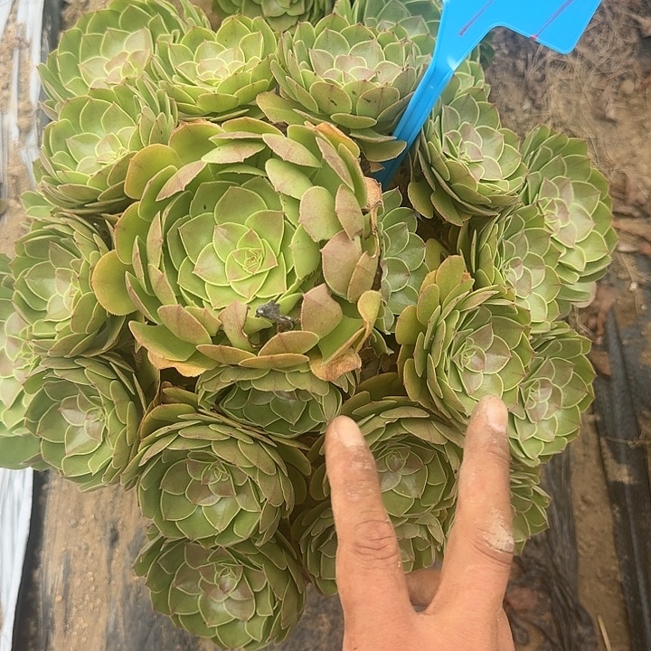 777送不售后哦哦哦