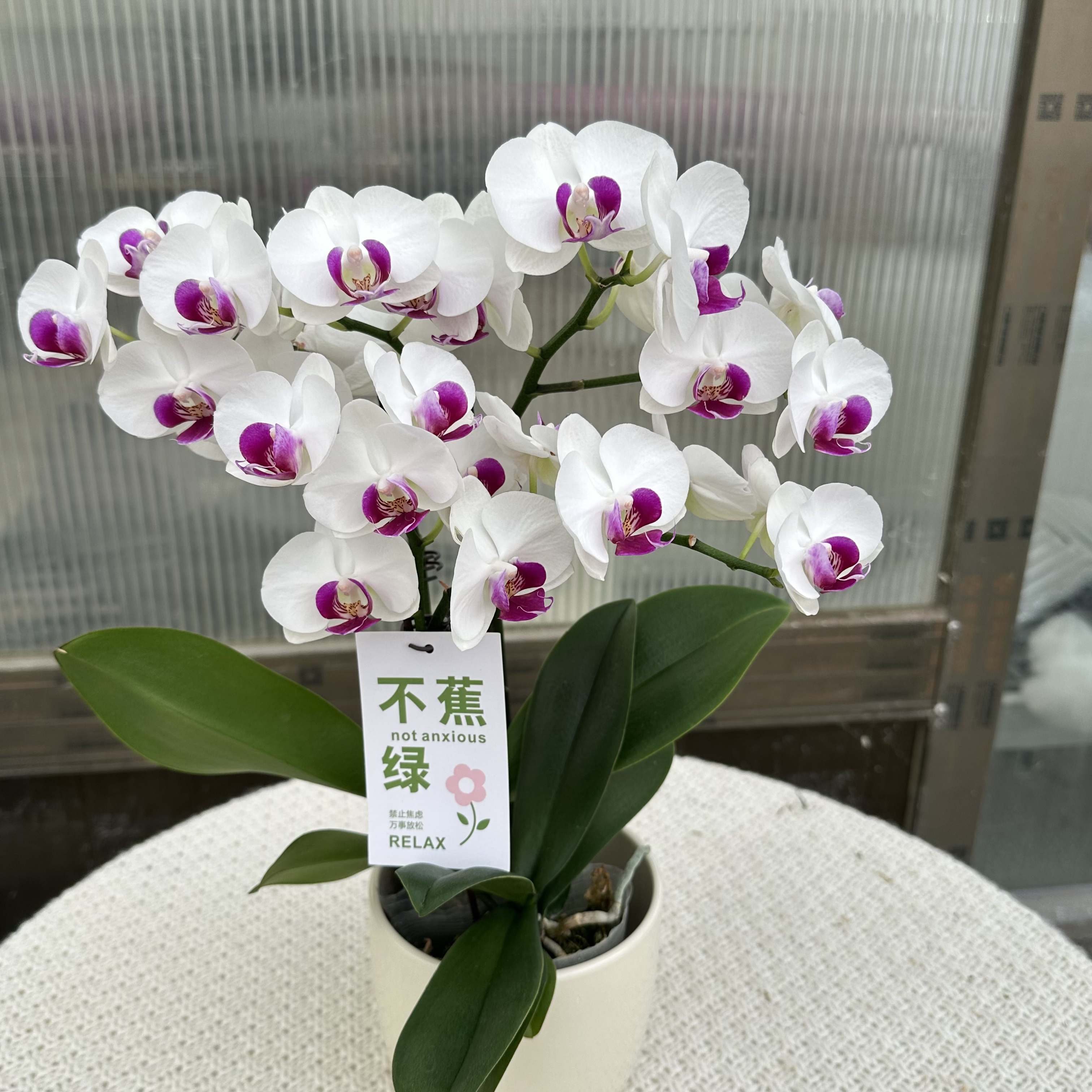 《雪玉》蝴蝶兰 洁白无瑕 高贵典雅 耐开耐养 基地直发