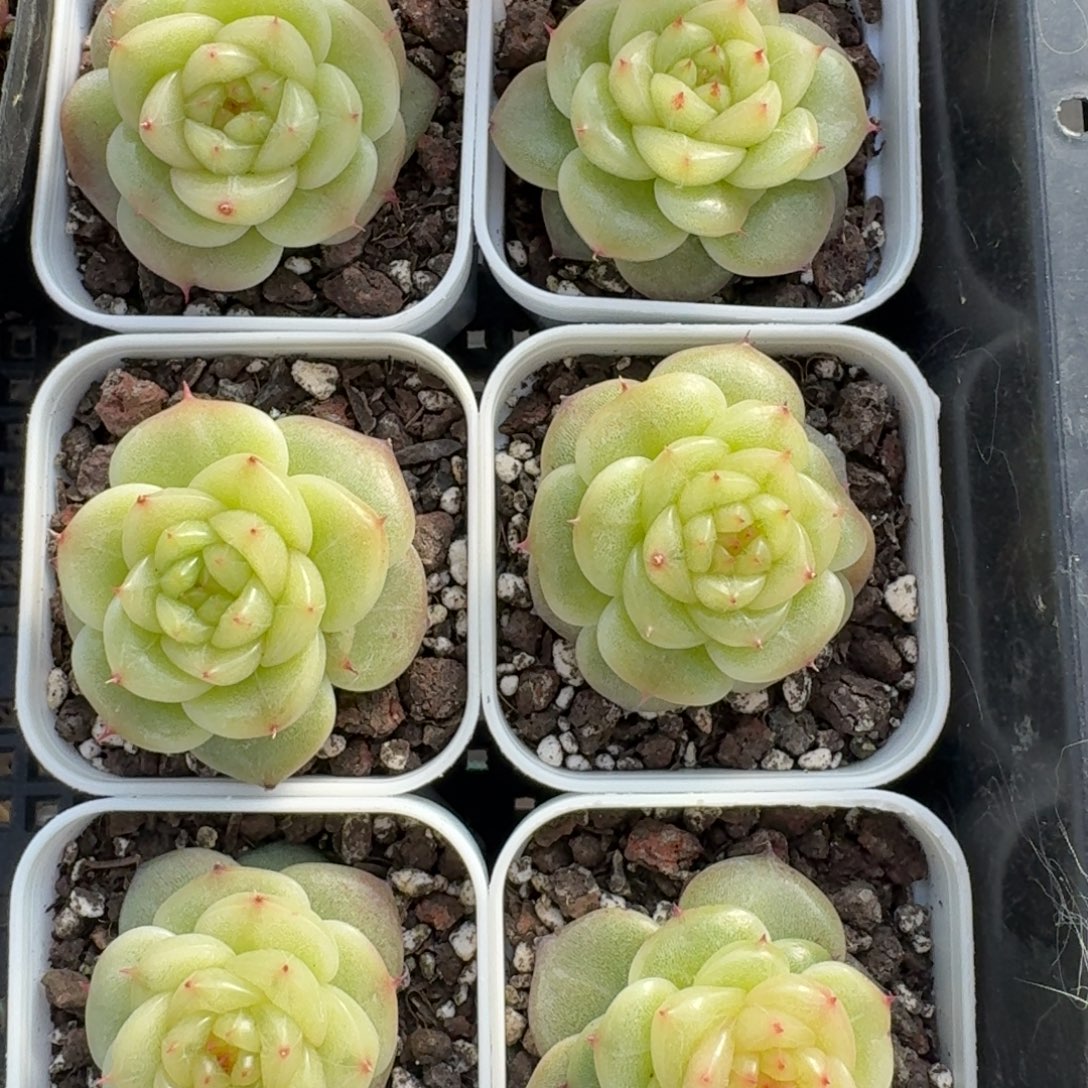 1212-146-冰肌玉骨单头量拍多肉