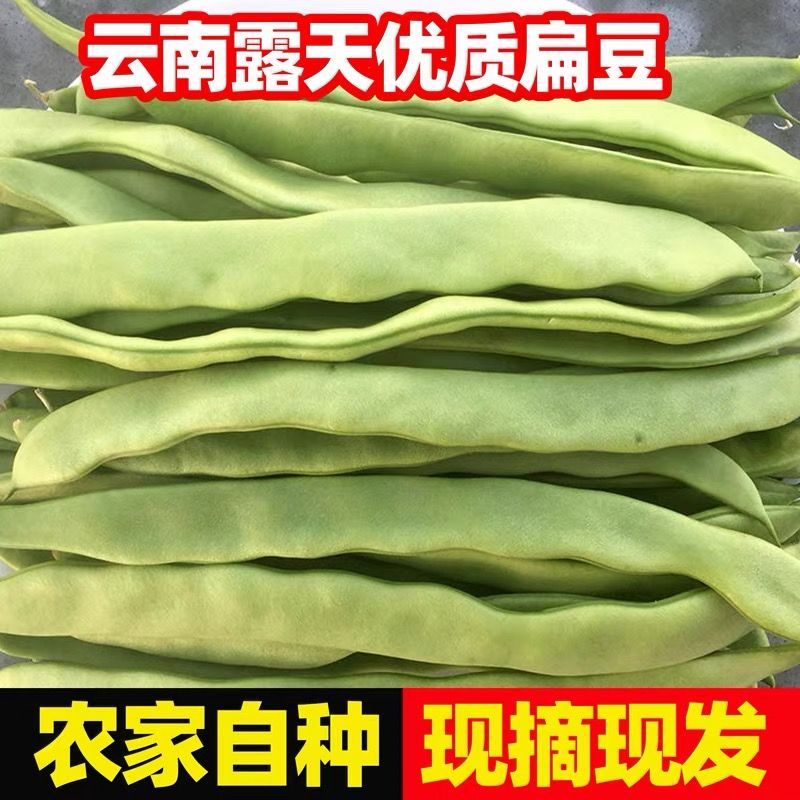 云南新鲜现摘扁豆刀豆农家自种时令蔬菜鲜脆嫩长豆角