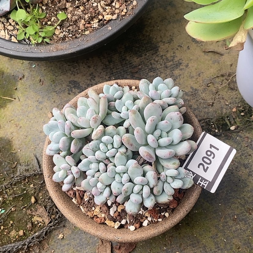 【闪购商品】香香雪2091