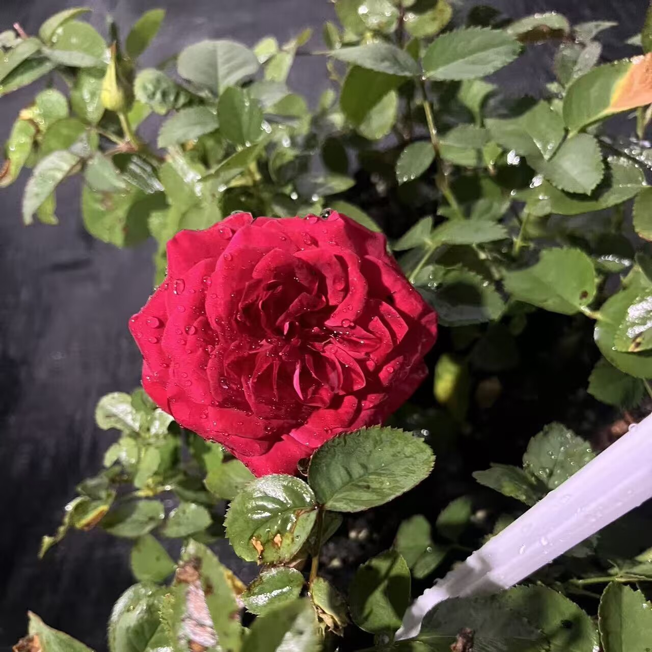 红桃月季扦插小苗四季开花庭院阳台地栽种植月季玫瑰