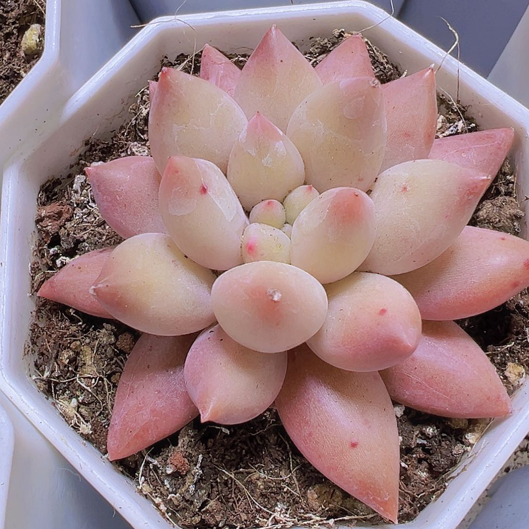 水晶球19包邮多肉植物