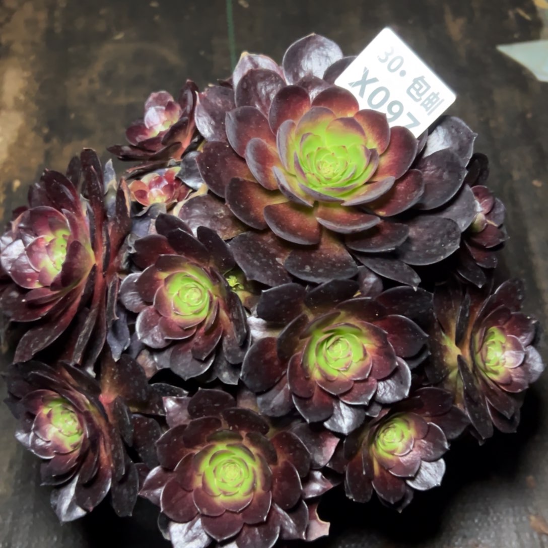 097赤艳连，多肉法师