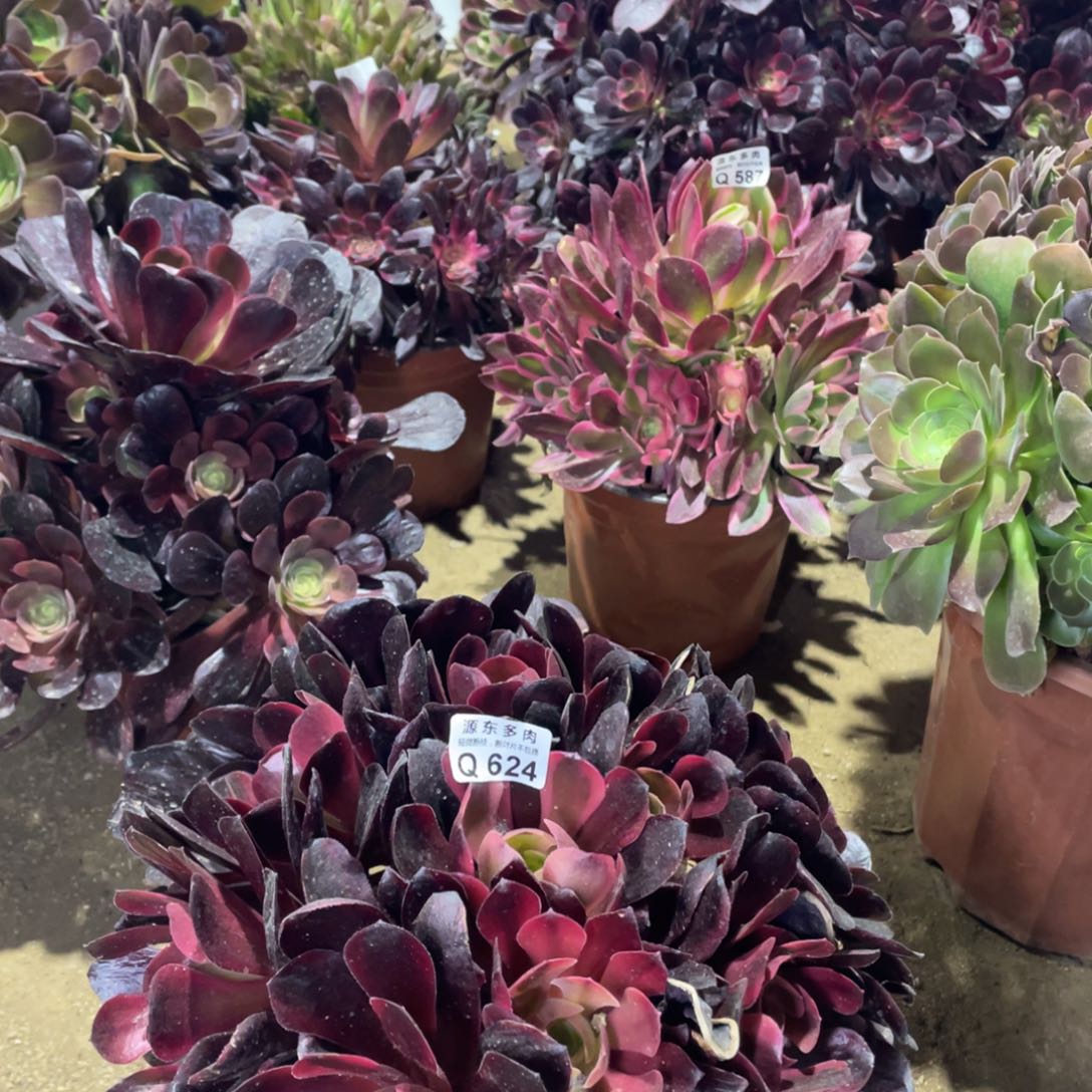 624爱神多肉法师断枝不包