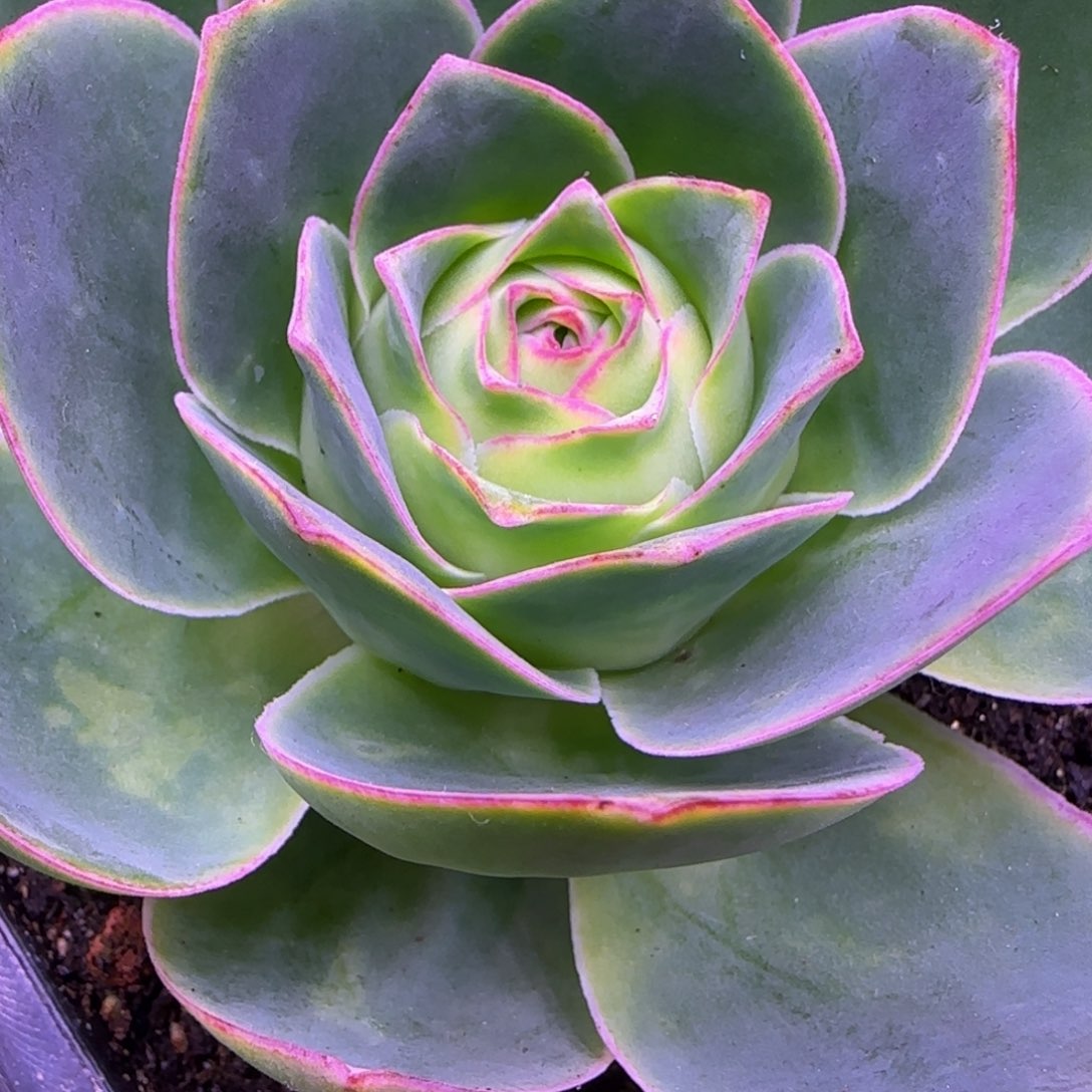 8厘米大包心老庄粉色12343535353