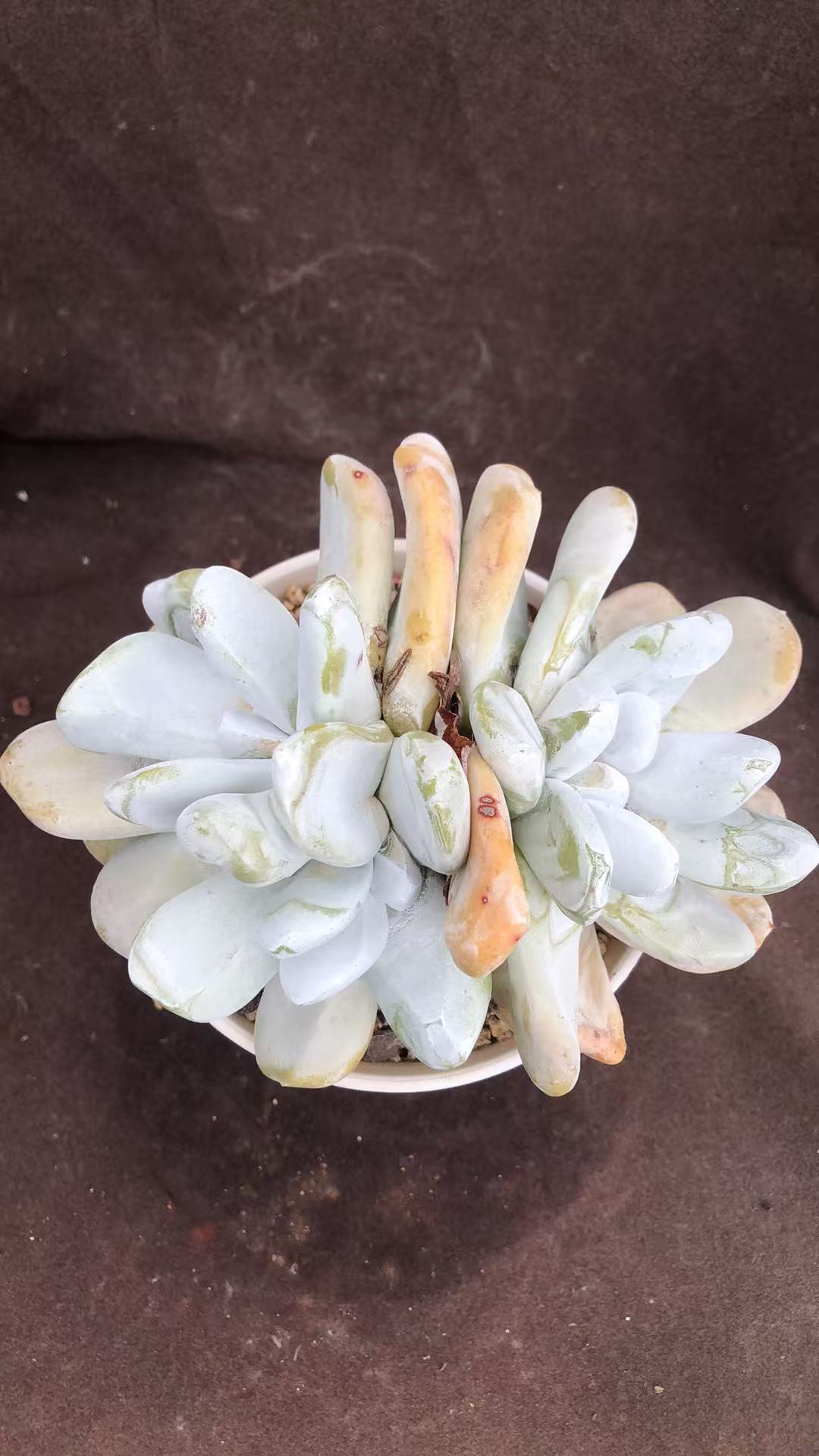 拇指老桩精控 优秀 多肉