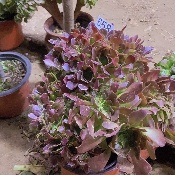 658玫瑰朵朵缀老板子有断指