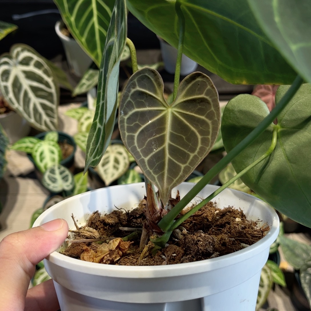 完全开放印尼克莱恩