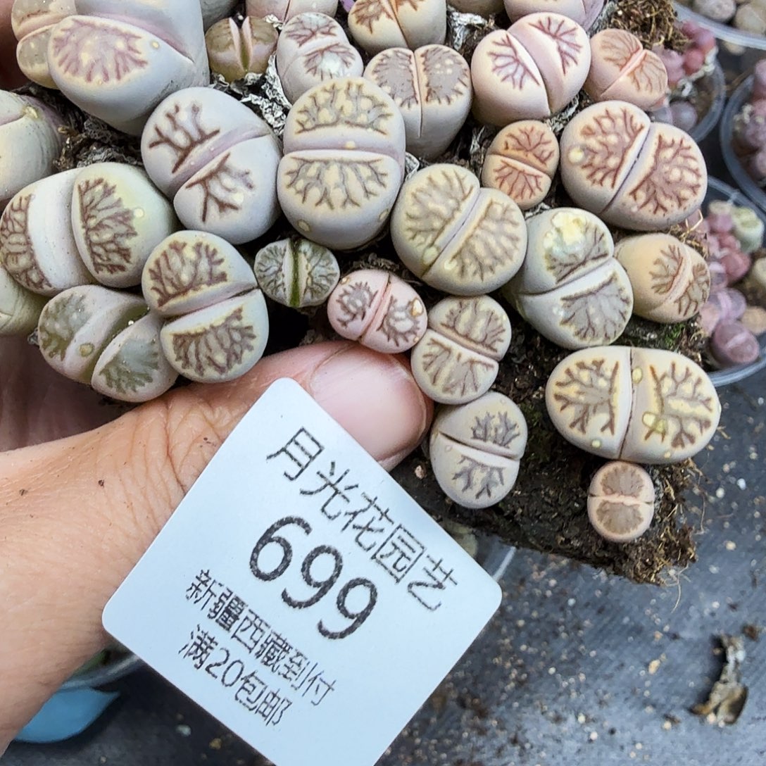 你也快回来吃饭哦我的699好