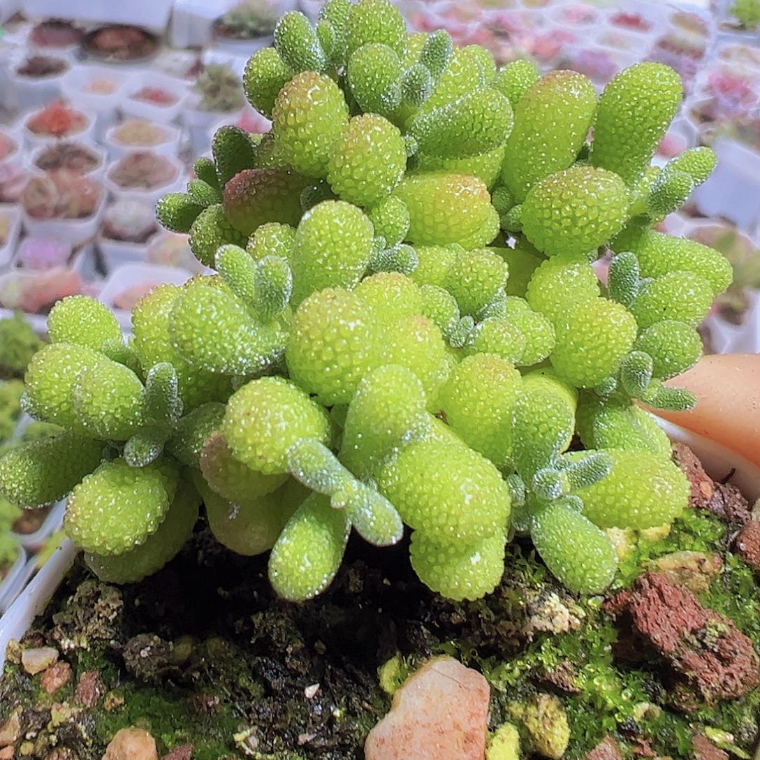 翡翠枝干19包邮多肉