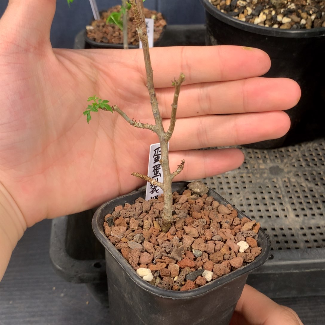 蛋蛋裂榄扦插带盆