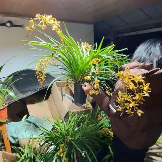 无花朵虎头兰细叶金丝