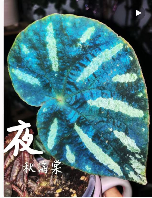 北岳秋海棠ins风网红绿植盆栽室内阳台高端植物花卉
