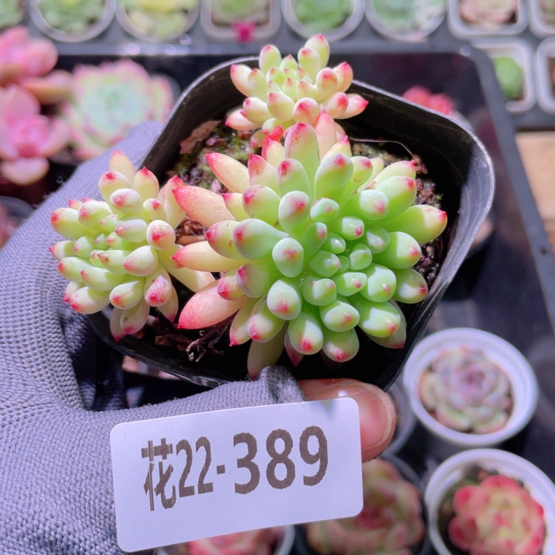 花利美22-389烟花