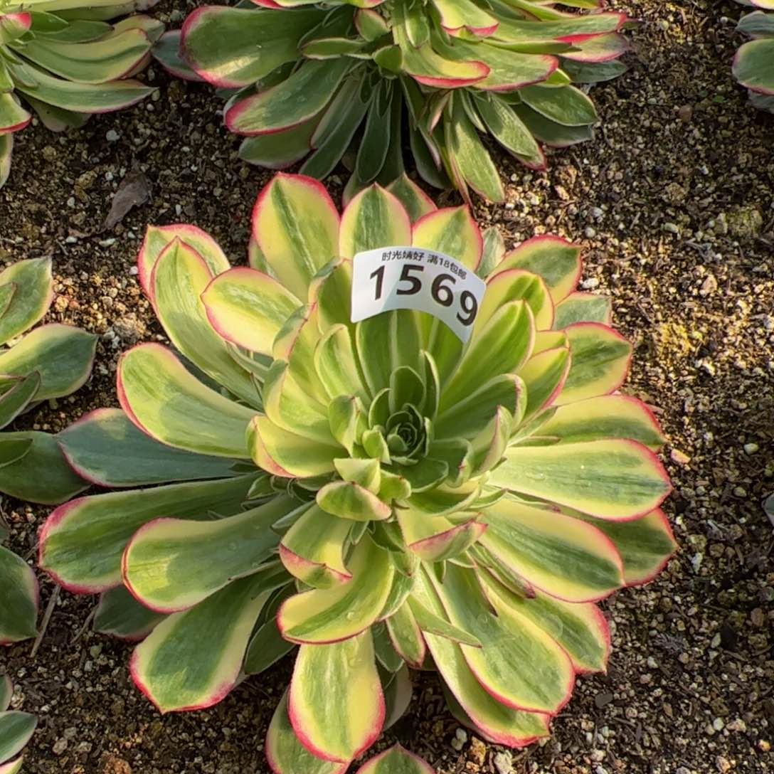 1569海王多肉植物