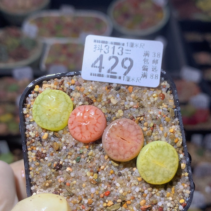 精品生石花313.429