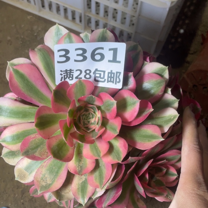3361一号棚女巫多肉A